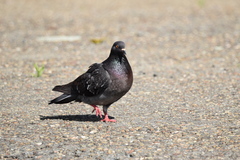 Columba livia domestica