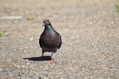 Columba livia domestica
