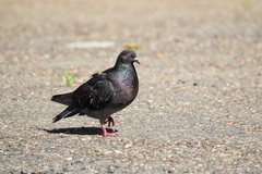 Columba livia domestica