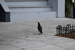 Corvus brachyrhynchos