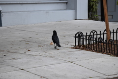 Corvus brachyrhynchos