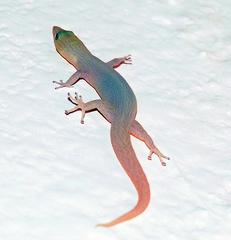 Sphaerodactylus elegans
