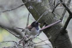 Junco hyemalis