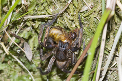 Uliodon albopunctatus