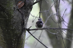 Junco hyemalis