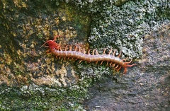 Scolopendra multidens