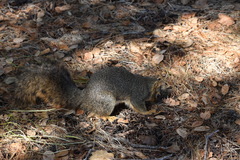 Sciurus niger