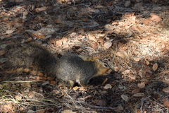 Sciurus niger