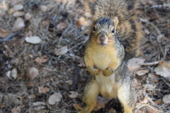 Sciurus niger