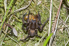 Uliodon albopunctatus