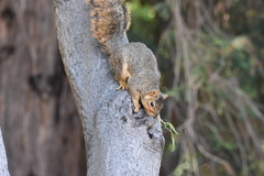 Sciurus niger