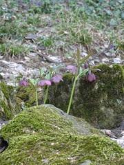 Helleborus purpurascens