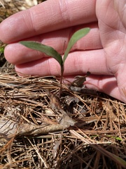 Puccinia mariae-wilsoniae