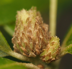 Andricus quercusfoliatus