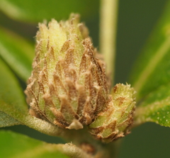 Andricus quercusfoliatus