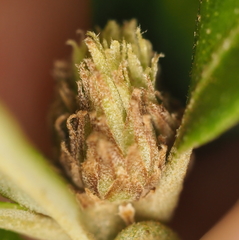 Andricus quercusfoliatus