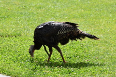 Meleagris gallopavo