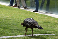 Meleagris gallopavo