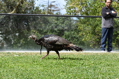 Meleagris gallopavo