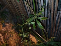 Galium aparine