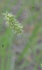 Cenchrus tribuloides