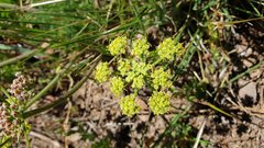 Lomatium dasycarpum dasycarpum