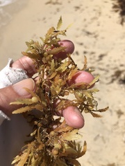 Sargassum filipendula