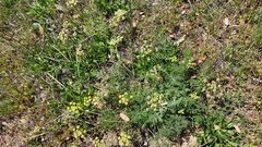 Lomatium dasycarpum dasycarpum