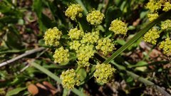 Lomatium dasycarpum dasycarpum