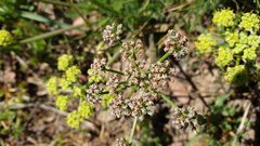 Lomatium dasycarpum dasycarpum