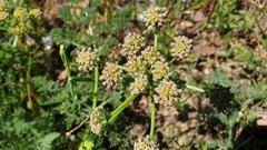 Lomatium dasycarpum dasycarpum