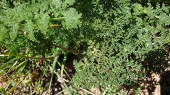 Lomatium dasycarpum dasycarpum