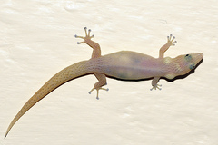 Sphaerodactylus elegans