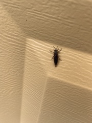 Phyllomydas parvulus