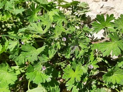 Geranium pusillum