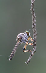 Ommatius ouachitensis