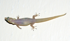 Sphaerodactylus elegans
