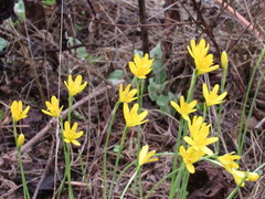 Narcissus cavanillesii