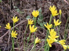 Narcissus cavanillesii