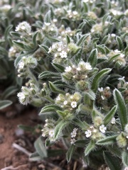 Cryptantha crassisepala