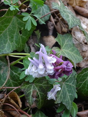 Corydalis solida