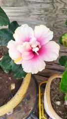 Hibiscus