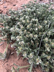 Cryptantha crassisepala