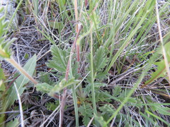 Potentilla bipinnatifida