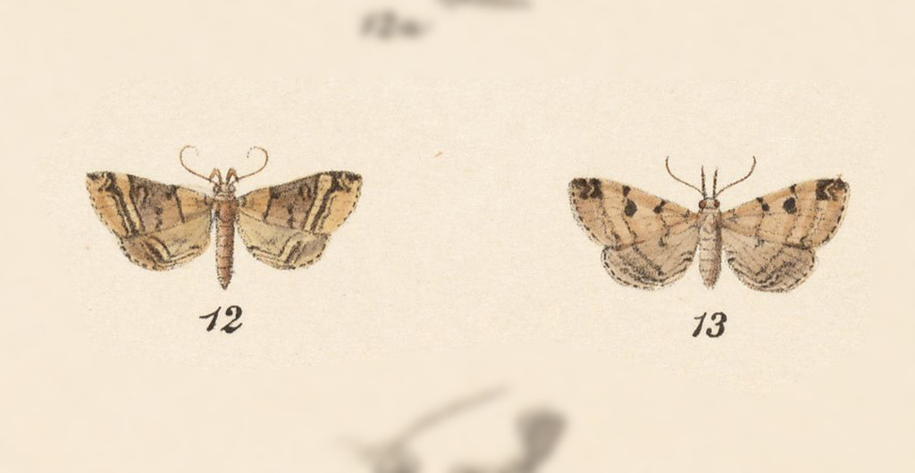 Mastixis stalemusalis