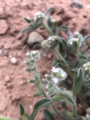 Cryptantha crassisepala