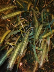 Hordeum