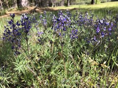 Lupinus affinis