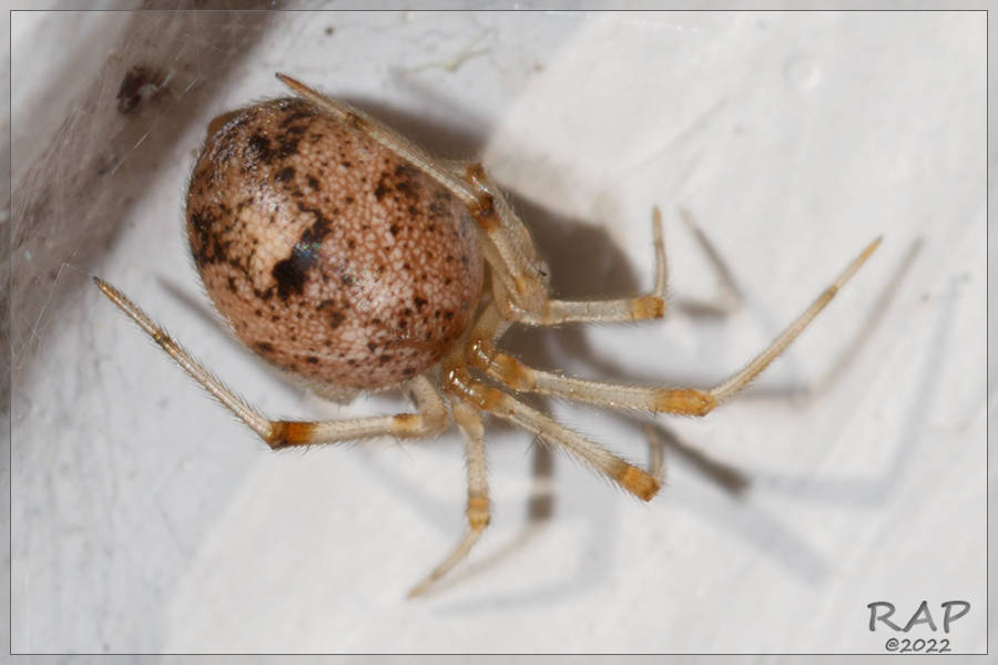 Common house spider