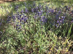 Lupinus affinis